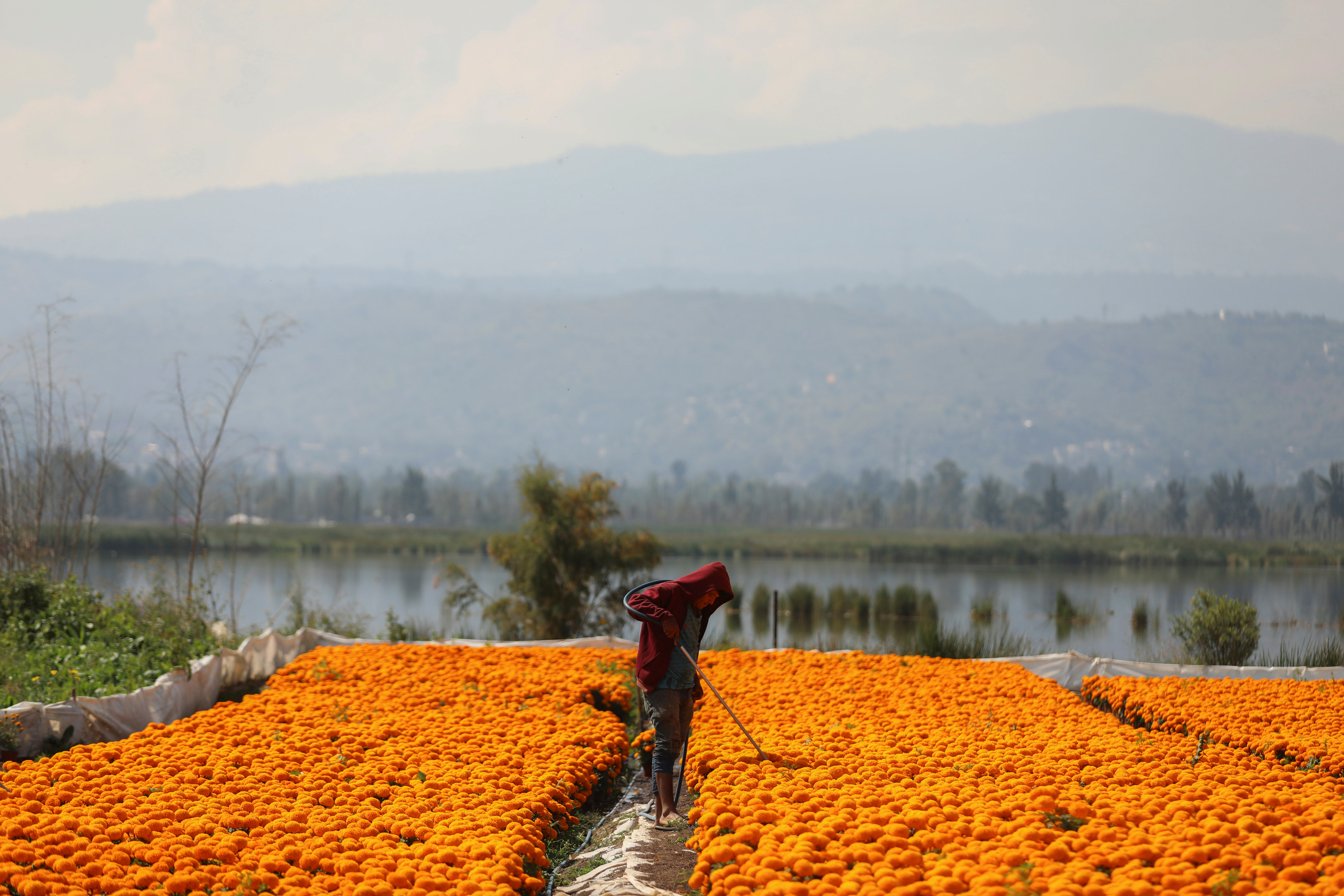A worker waters Cempasuchil Marigolds to be used during Mexico's Day of the Dead celebrations at San Luis Tlaxialtemalco nursery, in Xochimilco on the outskirts of Mexico City, Mexico October 28, 2021. REUTERS/Edgard Garrido