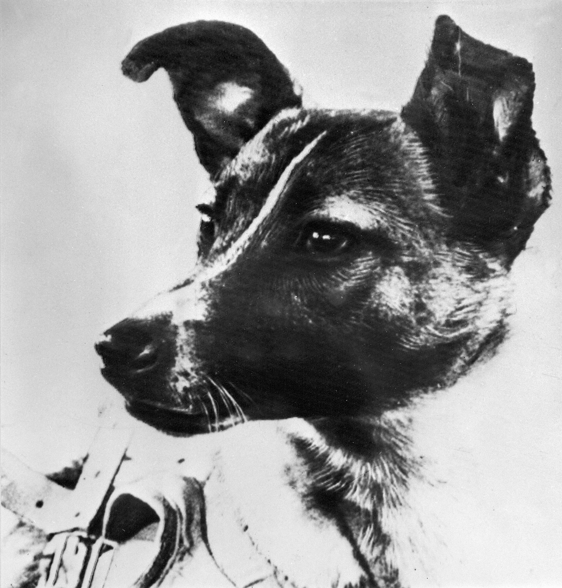 La simpática carita de Laika, una perra que tenía tres años cuando fue enviada a la muerte (AFP)