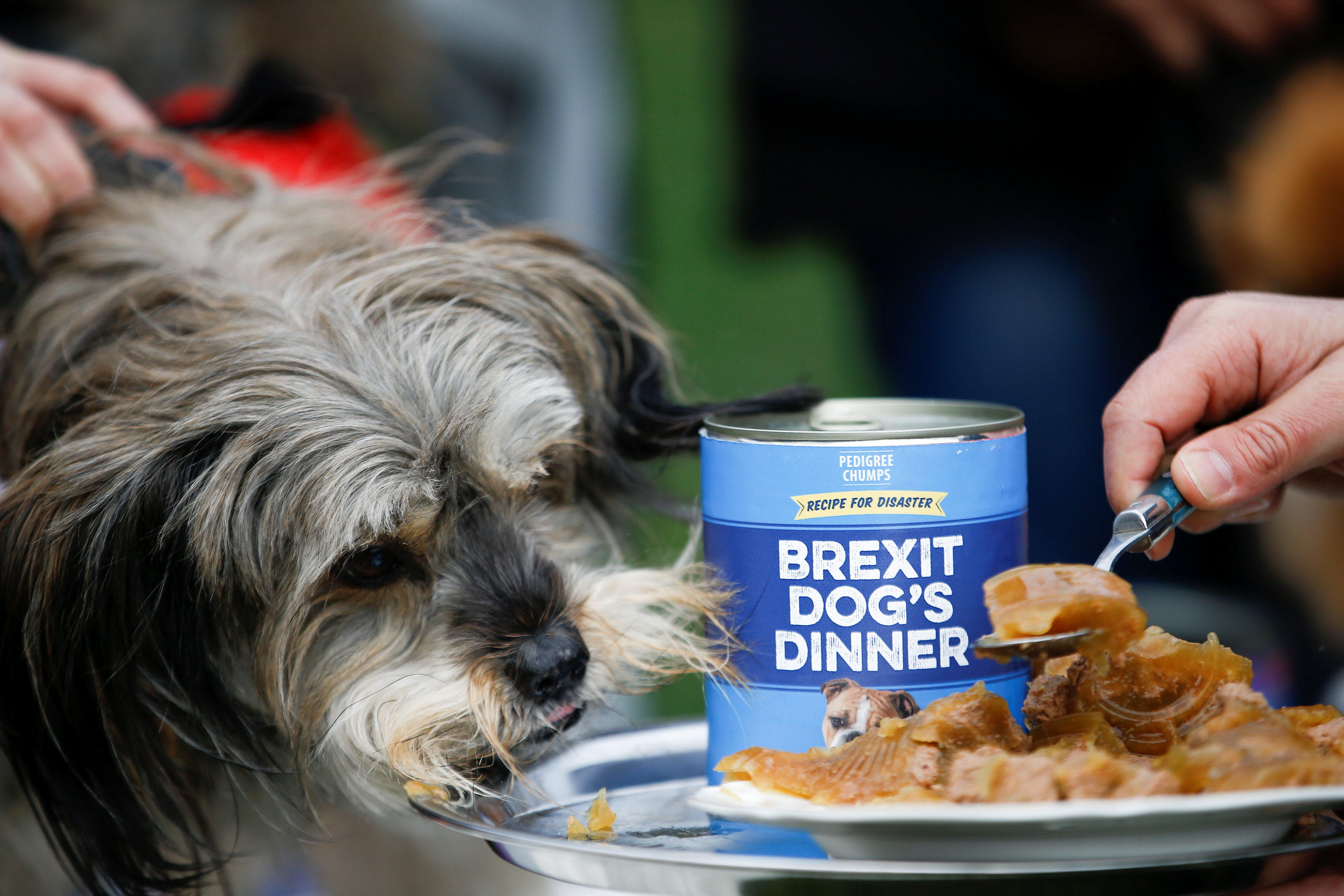 Una forma de evitar el pedido en la mesa es que nuestro perro coma antes que nosotros
REUTERS/Henry Nicholls
