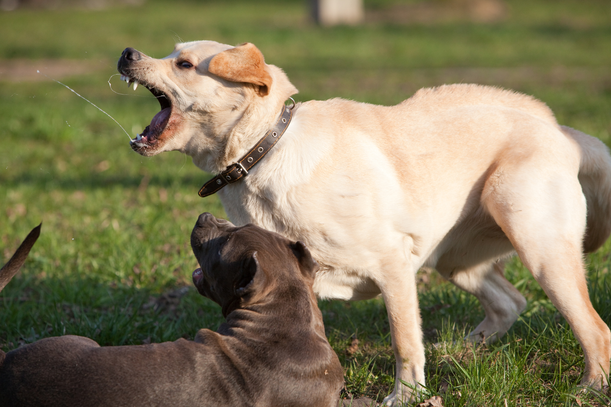 Acercarnos a un perro si anticiparle la acción, puede transformarse, en una clara amenaza al espacio exclusivo que el animal reserva para sí y su seguridad (Getty Images)