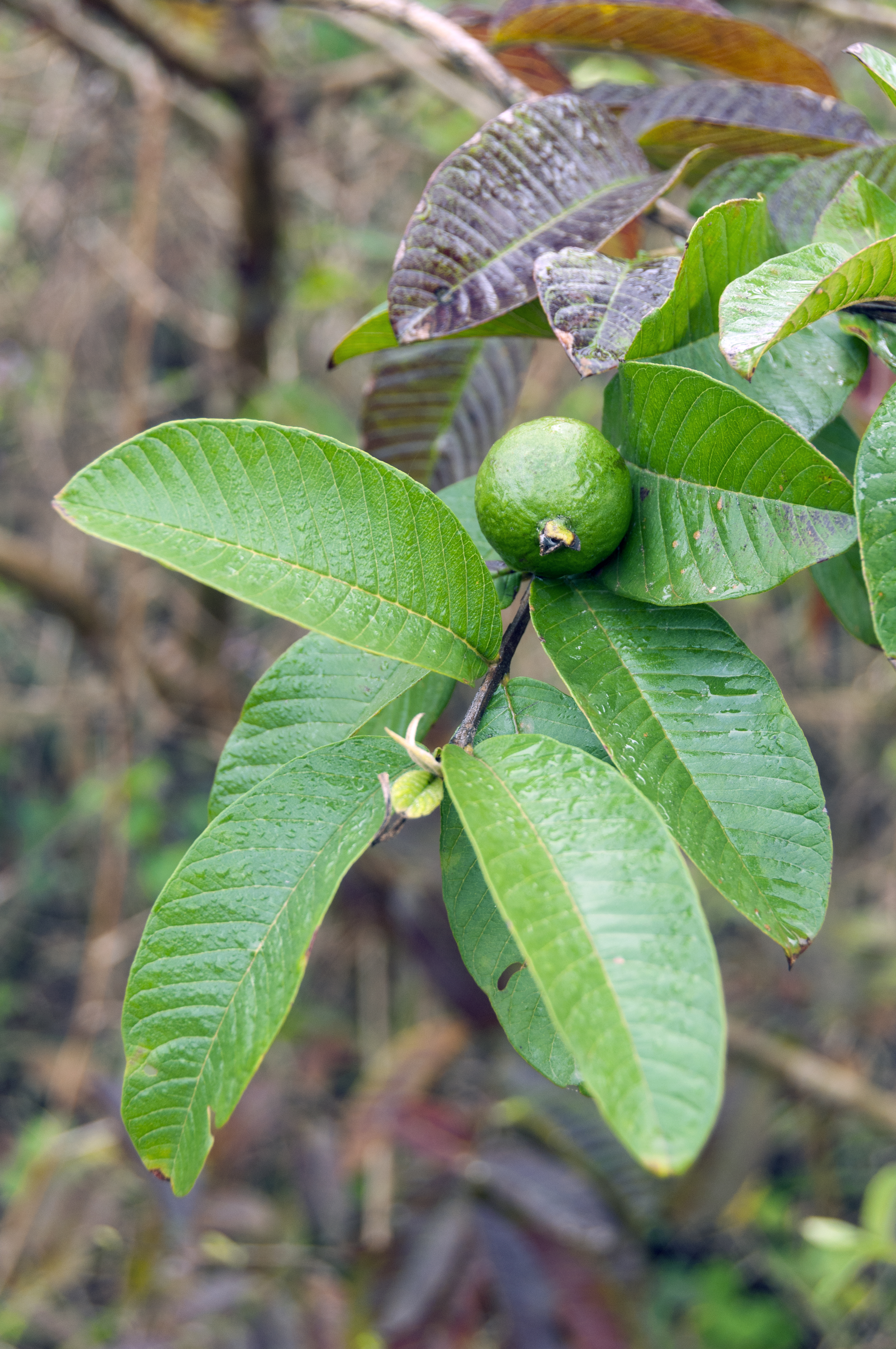 Las hojas de guayaba son antiinflamatorias (Foto: Gettyimages)