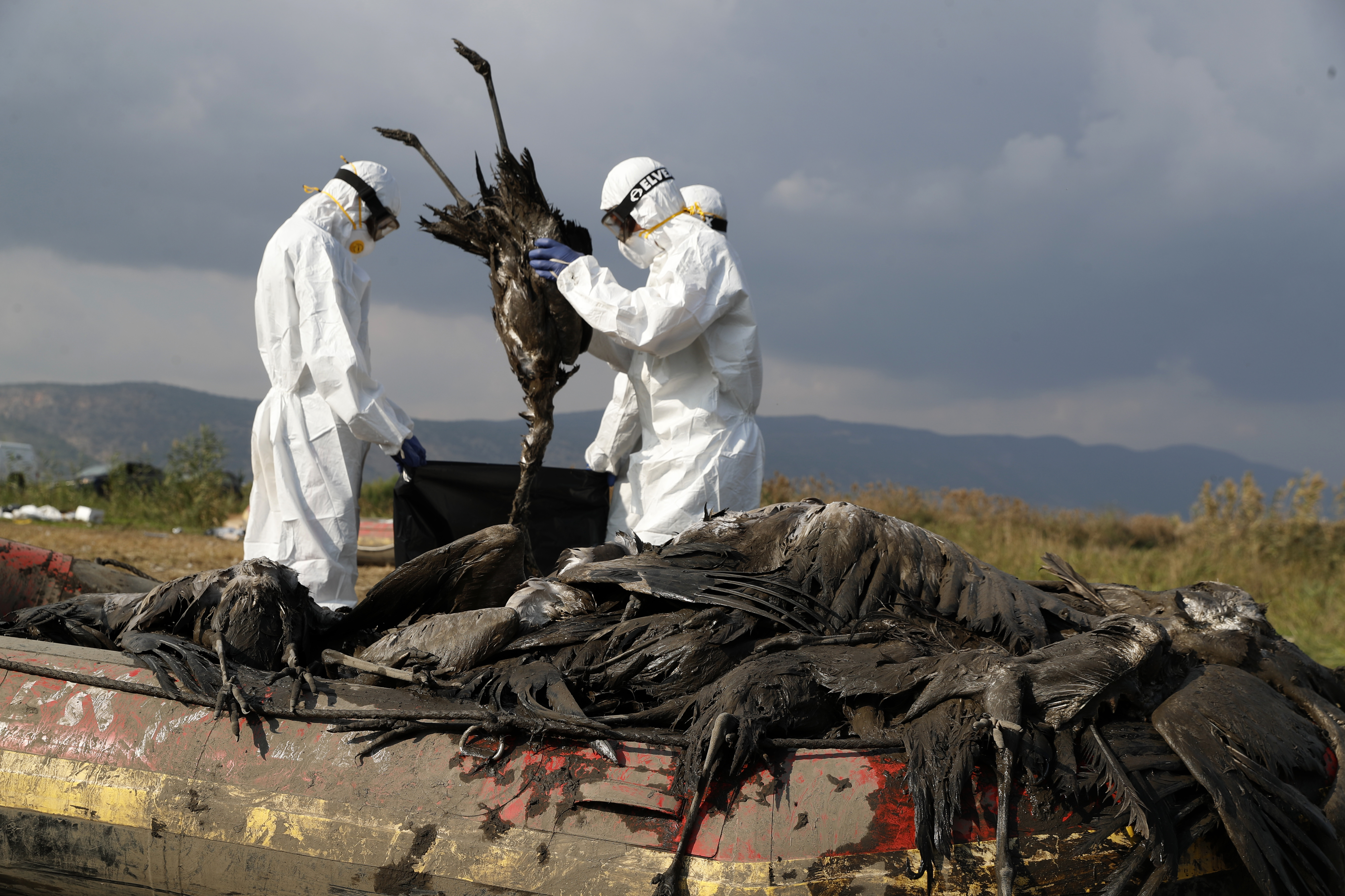 El brote de gripe aviar aún avanza sobre el planeta y los expertos instan a las personas a no acercarse a aves que parezcan enfermas o estén muertas / (AP Foto/Ariel Schalit)