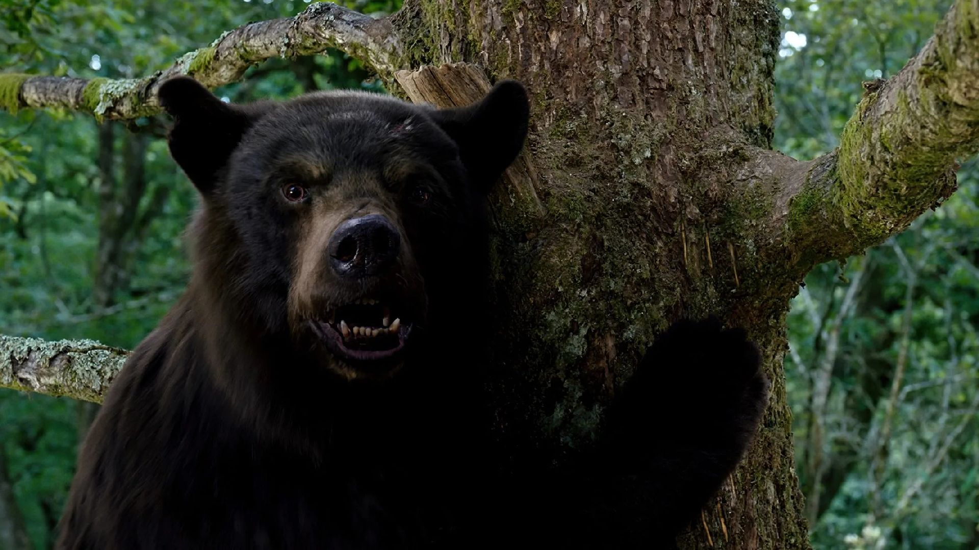 La historia real de un oso drogado con cocaína convertida en una comedia de horror que bate récords