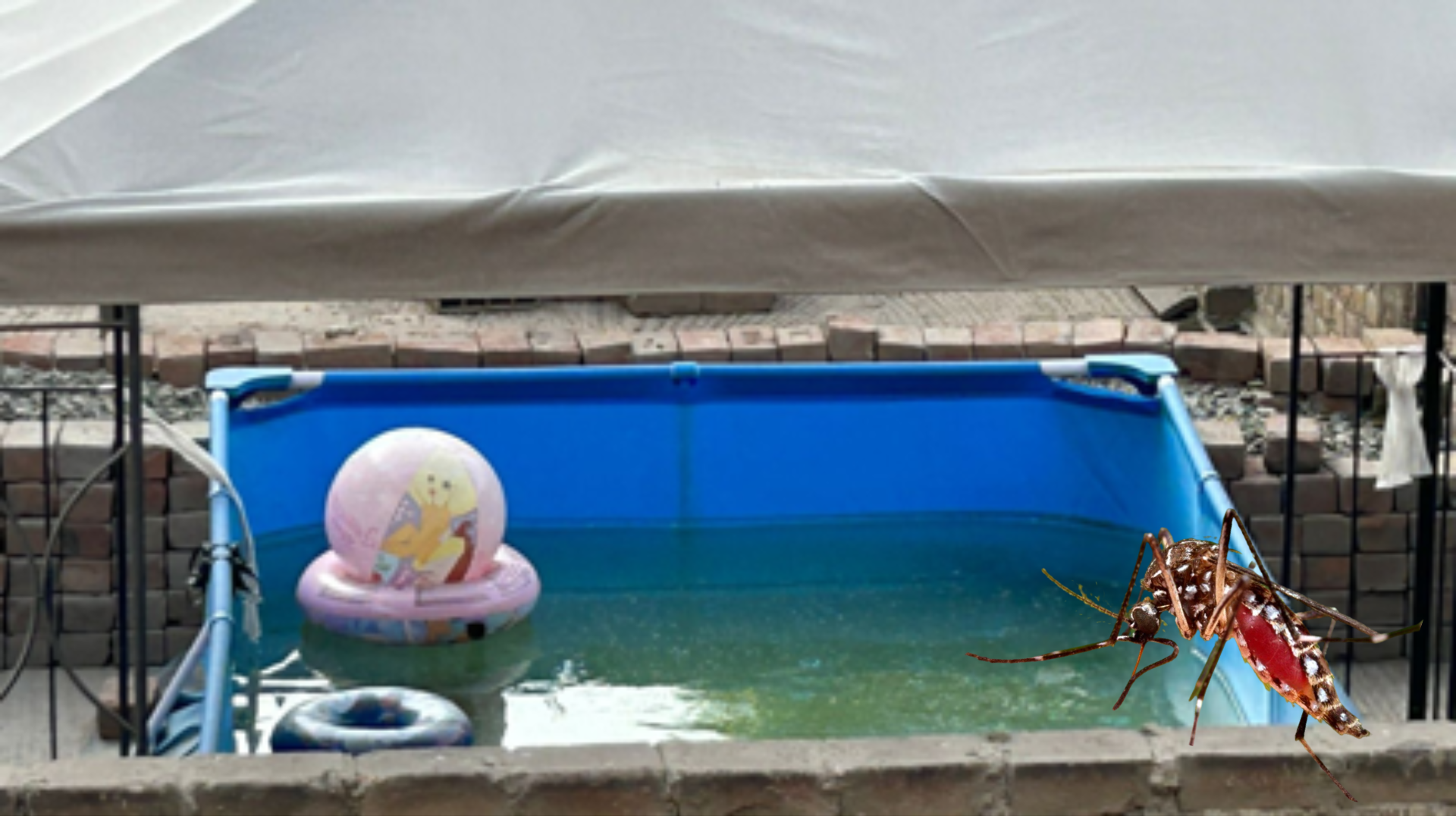 Vecinos preocupados por piscina con agua verde.