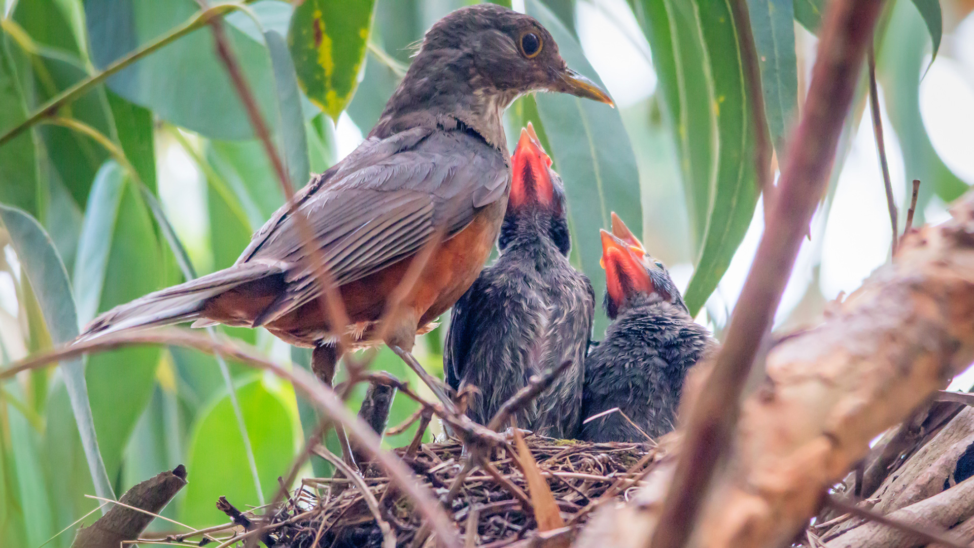 El Zorzal realiza su nido, en el cual pone tres huevos, con ramas o troncos / (Getty Images)