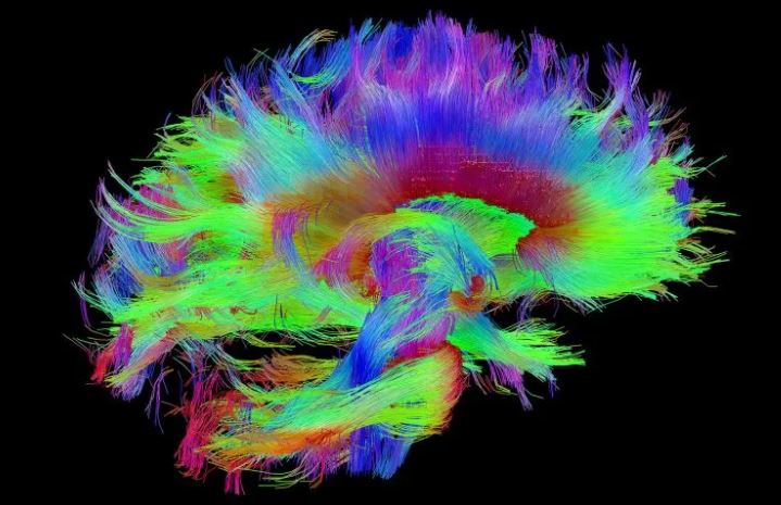 Presentaron el mapa más detallado del centro de la memoria en el cerebro