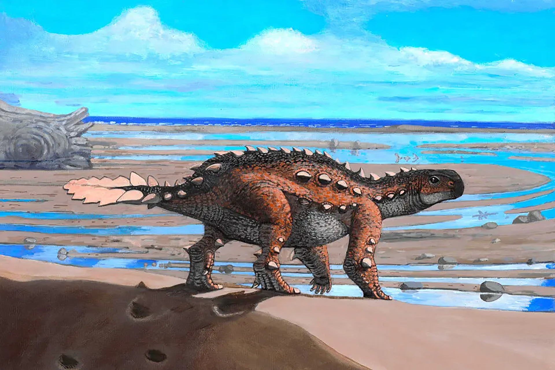 Descubrieron en el sur de Chile los restos de un inusual dinosaurio que  utilizaba su cola como un garrote - Infobae
