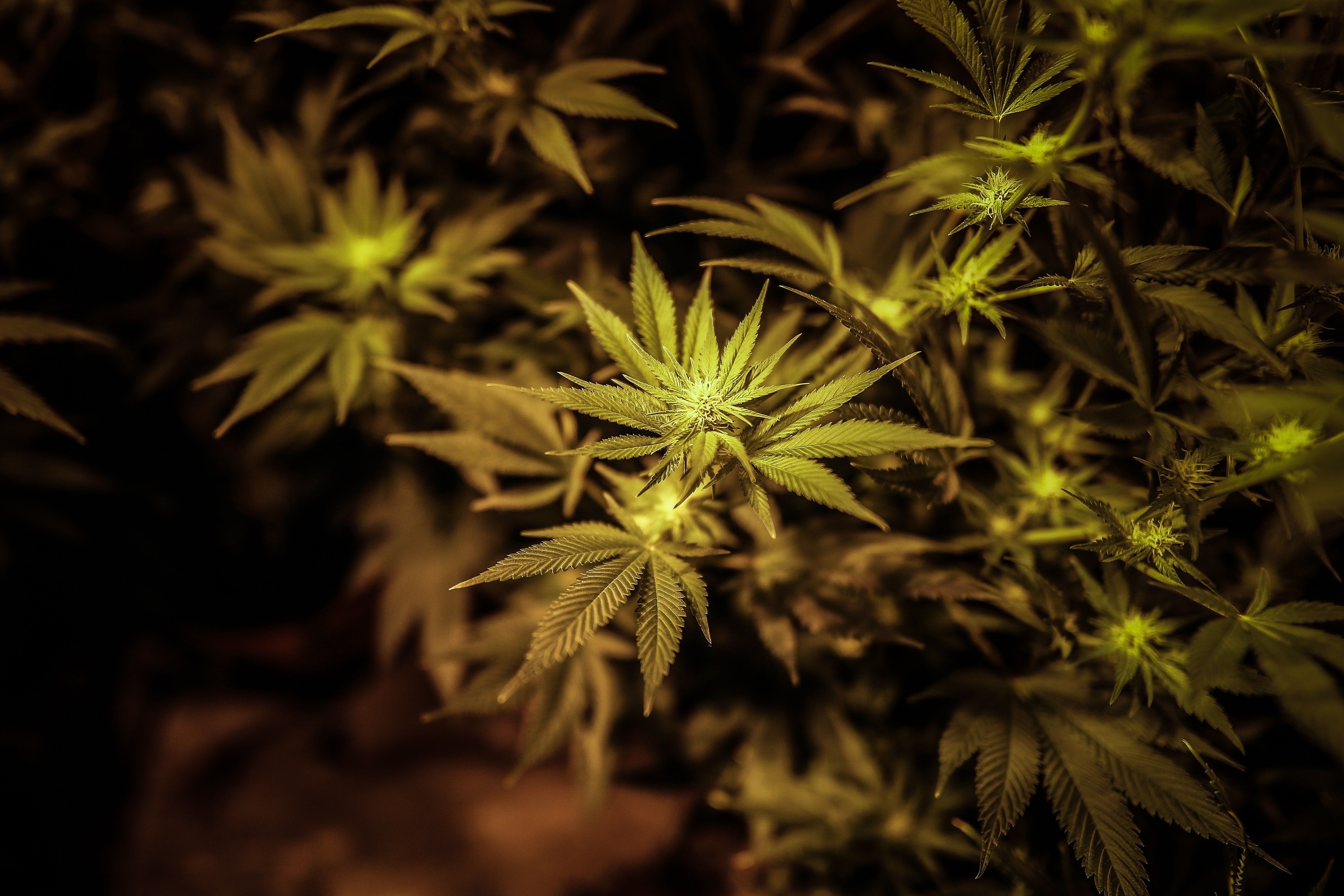 El cannabis medicinal plantea una agenda local de desarrollo científico, técnico y económico