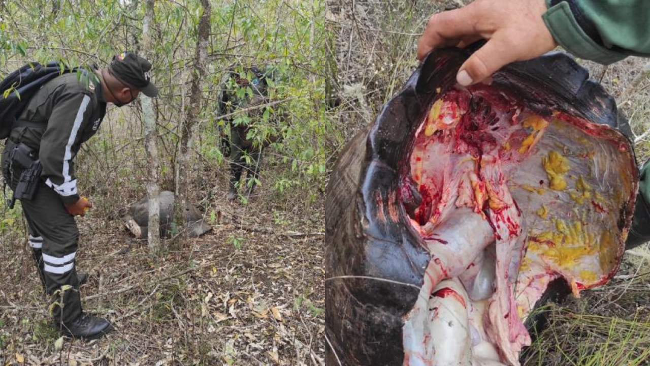 Tortugas faenadas en Galápagos