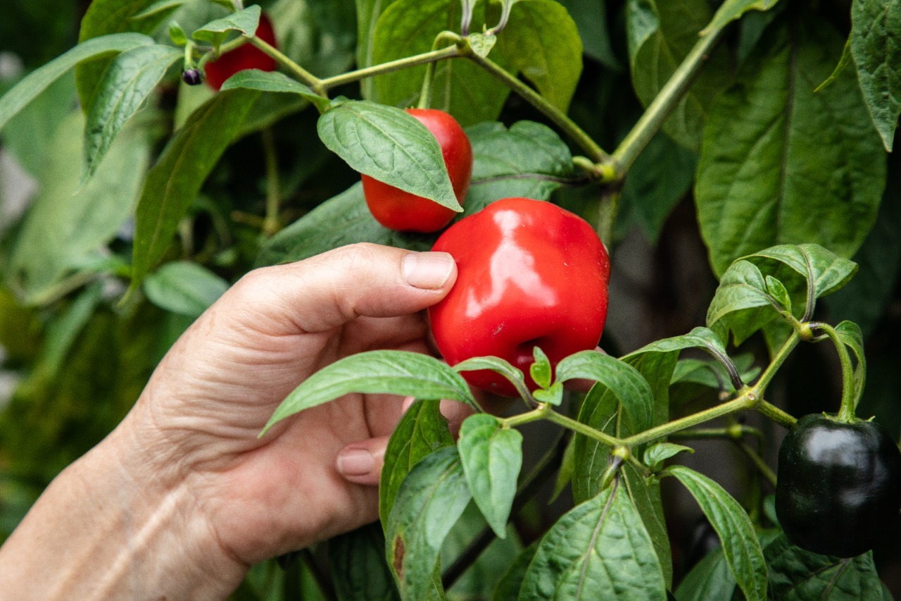 Bogotá Abriu Sua Primeira Escola De Diploma Em Agricultura Urbana Infobae