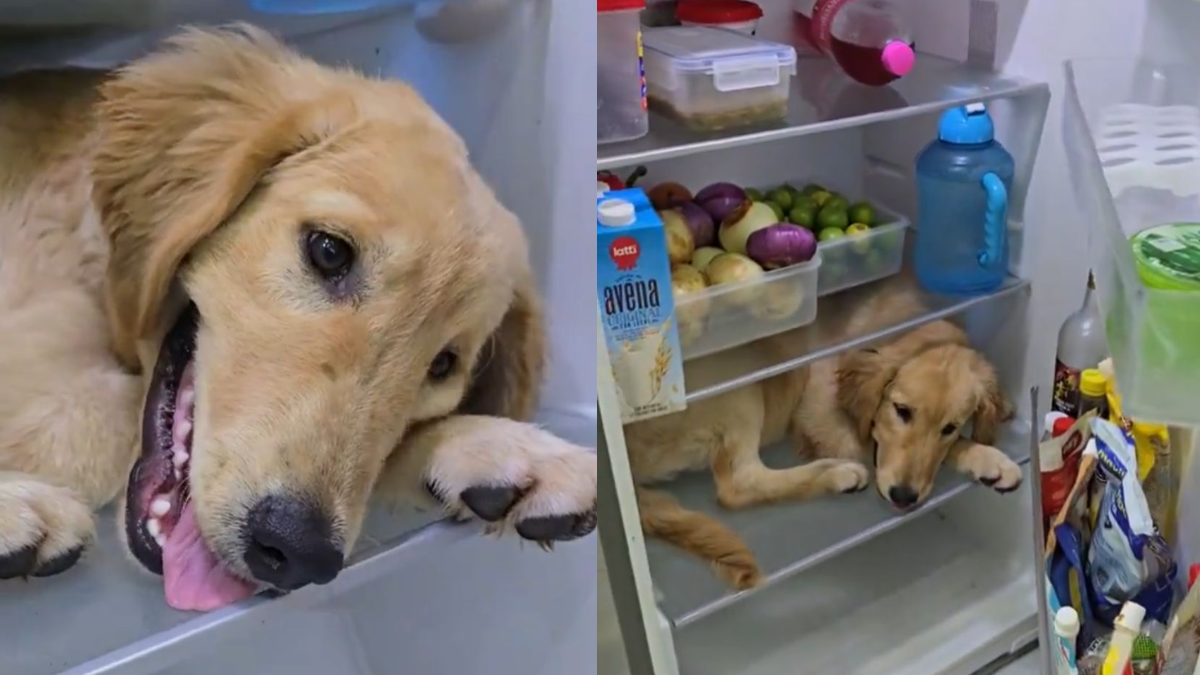 Blog | Cat \u0026 dog, image size:1200x675