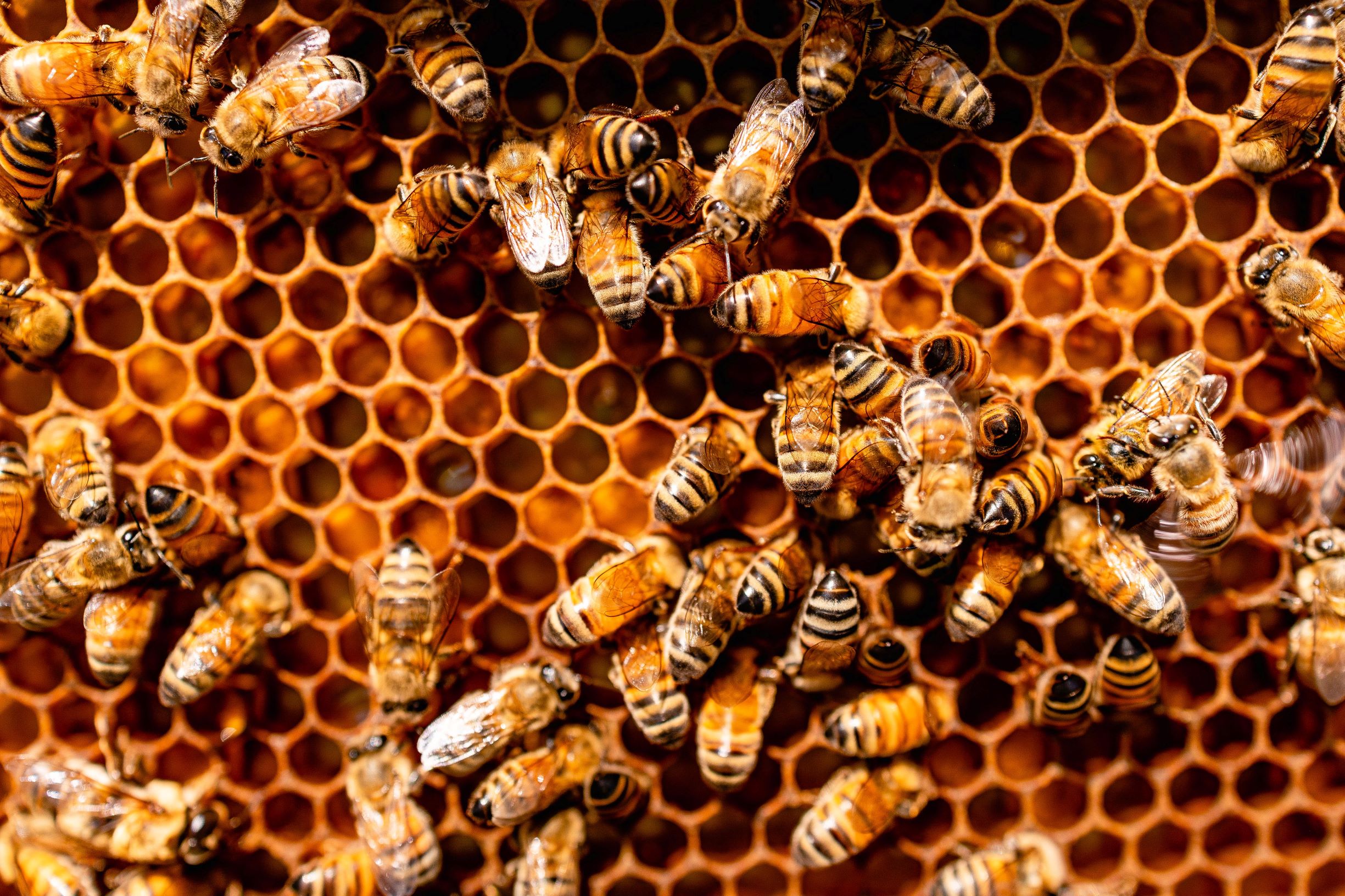 Fotografía de cerca de la estructura de un panal de abejas