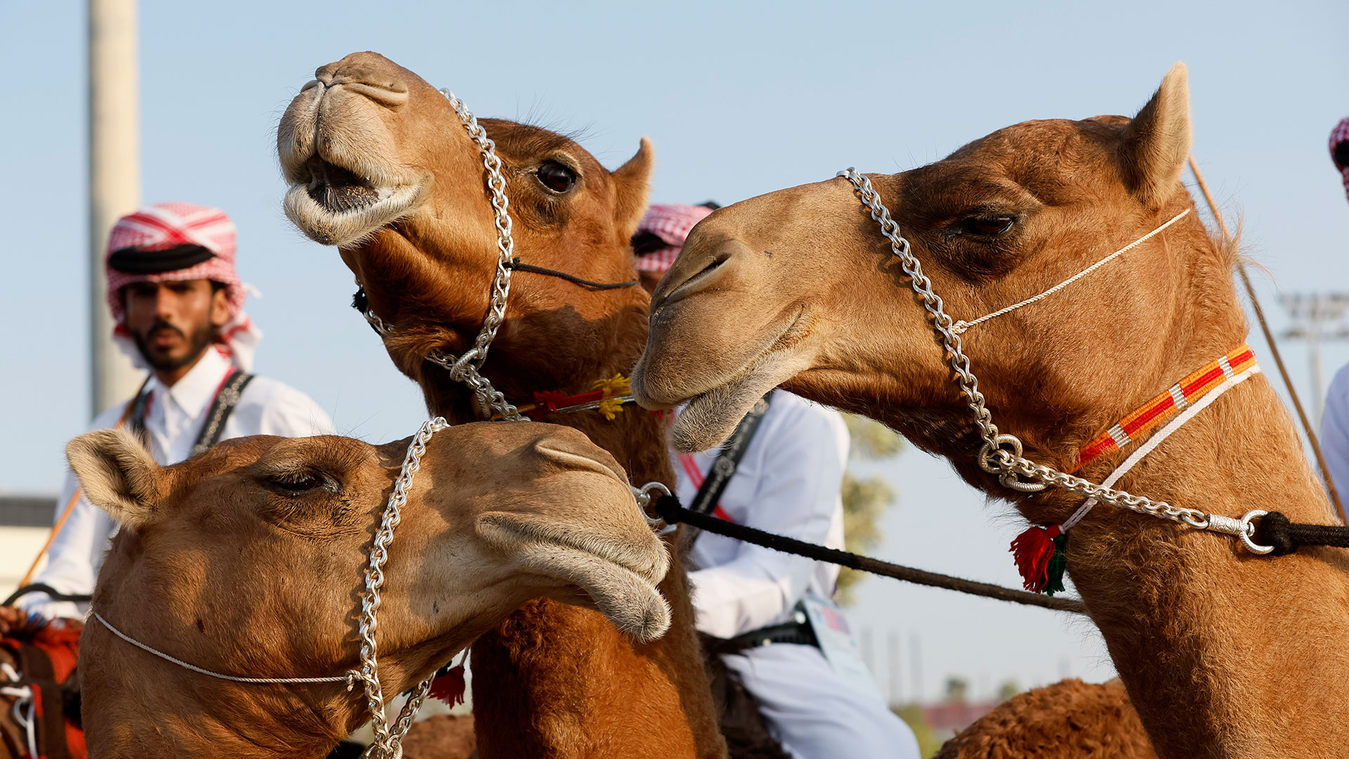 “Virus del camello”: cuáles son los síntomas de la enfermedad que tiene en alerta al plantel del Francia