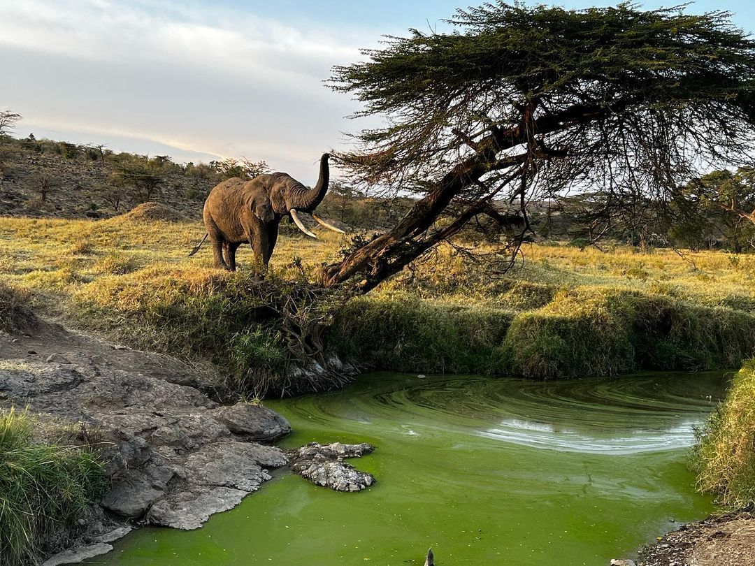 Un elefante en Masái Mara, captado por Zaira Nara para su Instagram