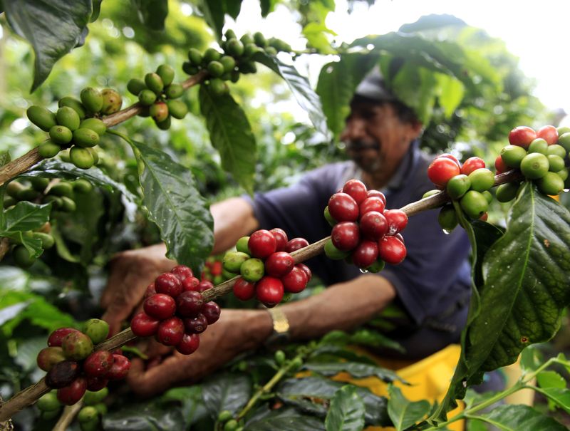 Producción de café de Colombia se desploma 6% en lo que va del año