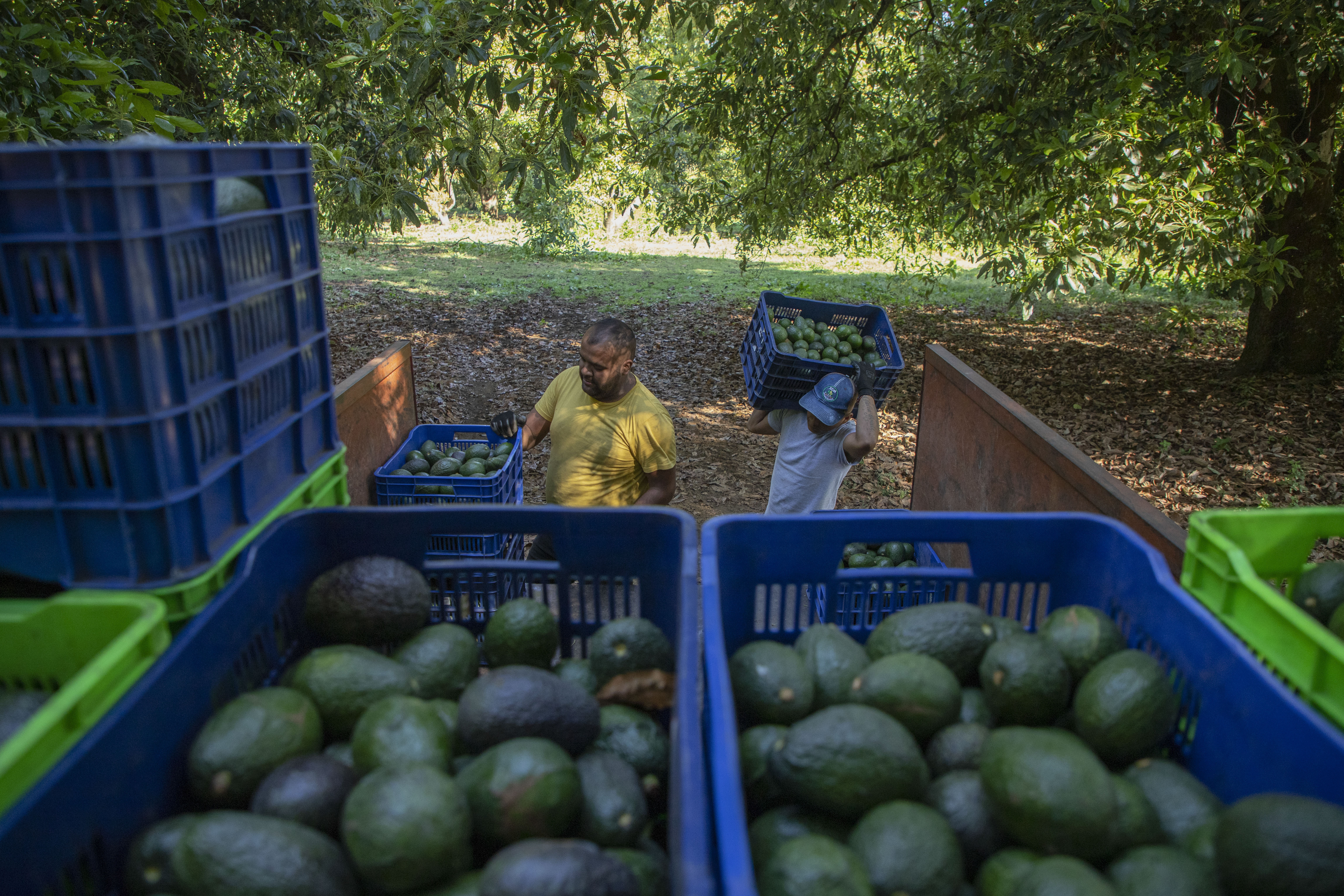 Two people prepare a shipment of avocados on Thursday, January 26, 2023, in an orchard in Santa Ana Zirosto, Michoacán state, Mexico.  (AP Photo/Armando Solis)