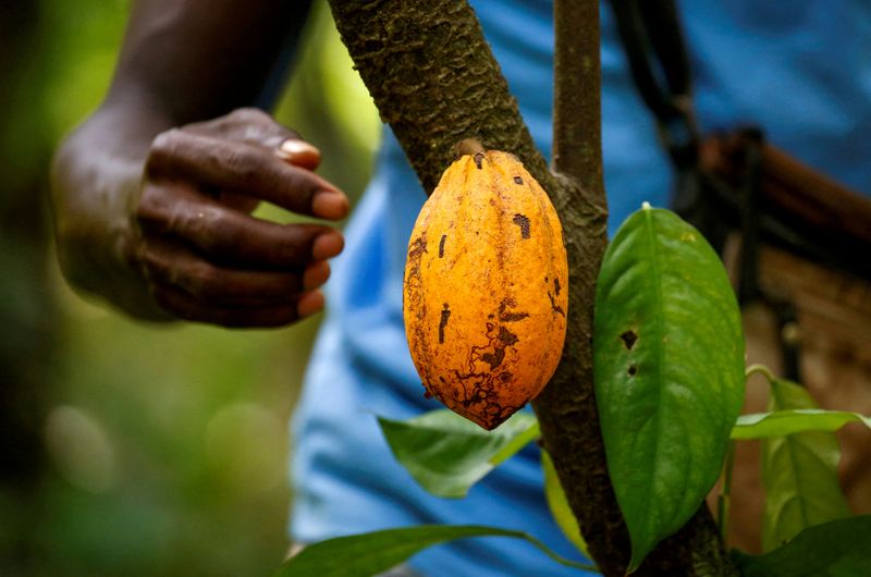 Costa de Marfil es actualmente el mayor productor de cacao; México ocupa el decimo primer lugar (Foto: REUTERS/Luc Gnago)