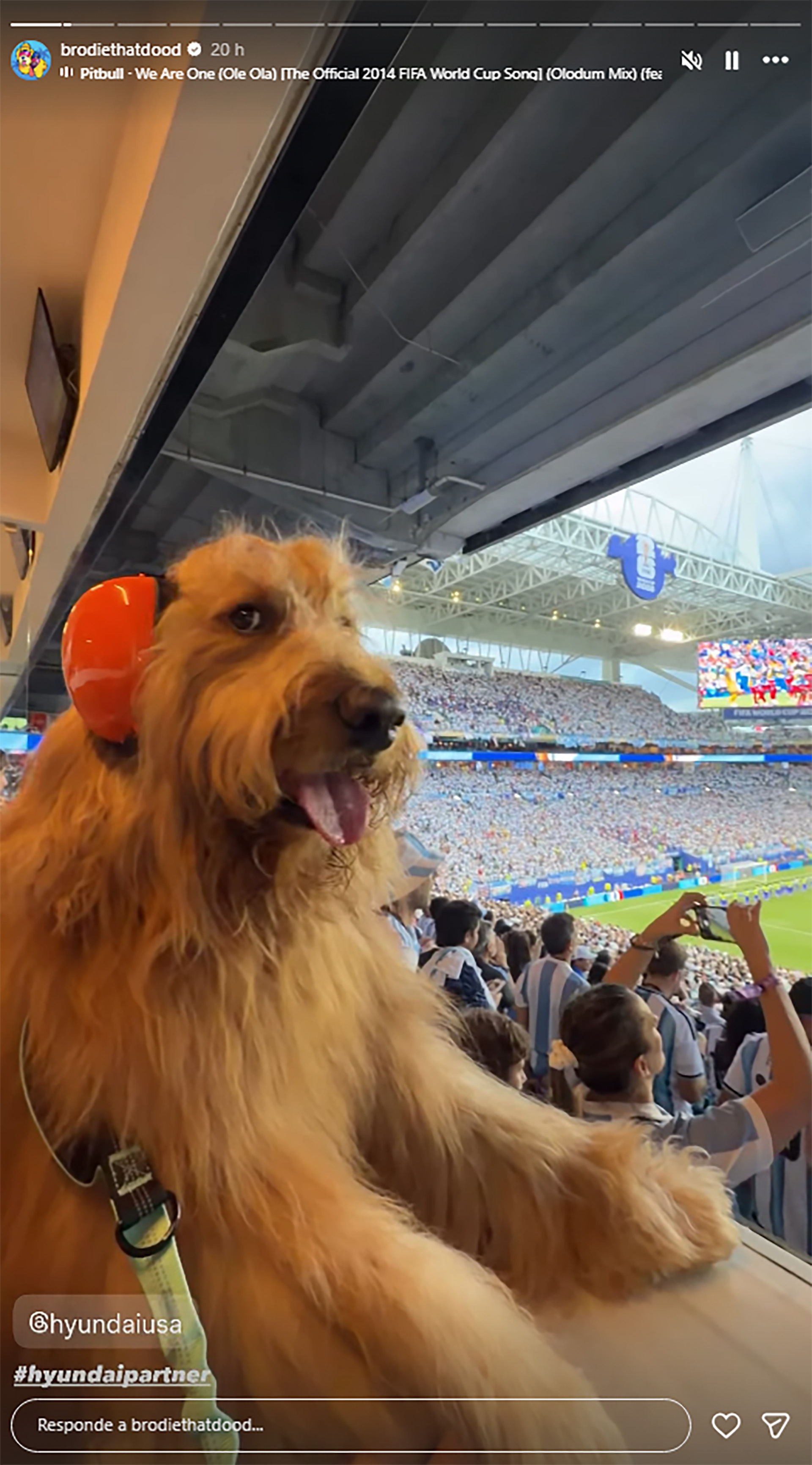 El perro influencer con auriculares protectores se rob&oacute; las miradas en el partido entre Argentina y Cabo Verde
