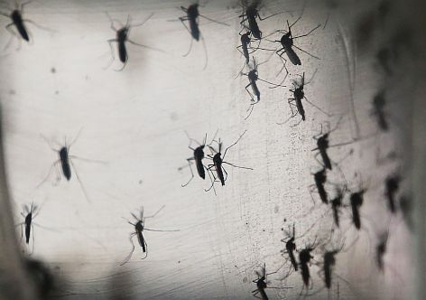 Según indicaron, a también se detectaron casos importados de Fiebre chikungunya con antecedente de viaje a Paraguay / (Photo by Mario Tama/Getty Images)