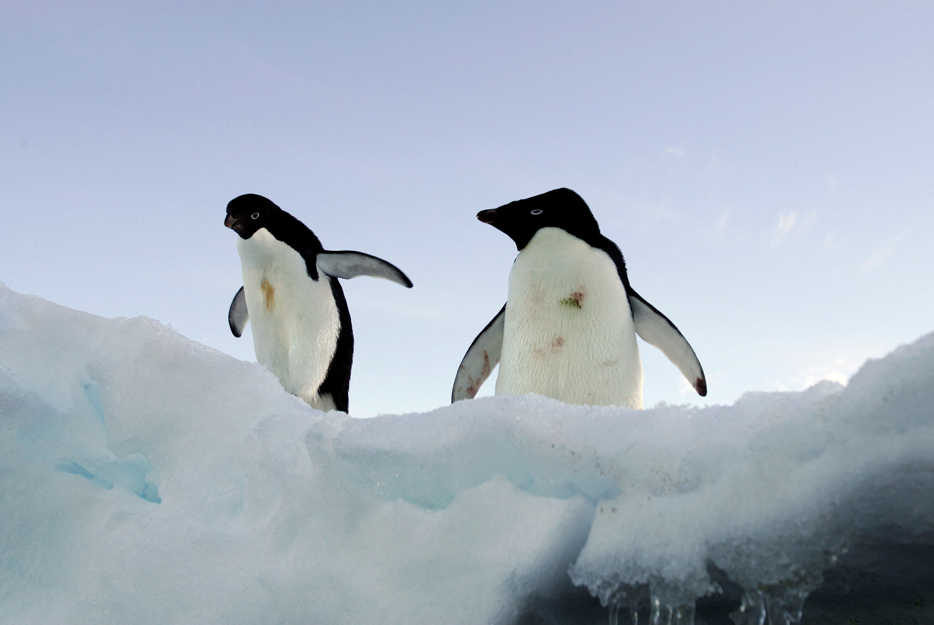 La Antártida misteriosa: ocho secretos y curiosidades del continente blanco