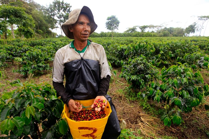 Foto de archivo de un trabajador mostrando granos de café en una plantación cerca de Montenegro, en la provincia de Quindio 
Ago 12, 2011. REUTERS/Jose Miguel Gomez