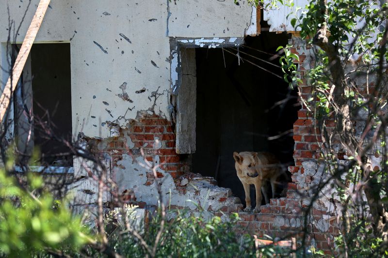 Un perro se para en la casa dañada de Inna Bobryntseva, quien murió durante un bombardeo ruso (REUTERS/Iván Alvarado)