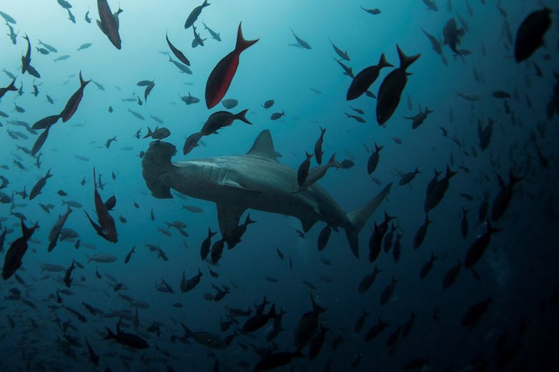 Un tiburón martillo nada cerca de la isla Wolf en la Reserva Marina de Galápagos. Los tiburones son especies altamente migratorias y en Ecuador habitan en las aguas del archipiélago de Galápagos. (REUTERS/Jorge Silva)