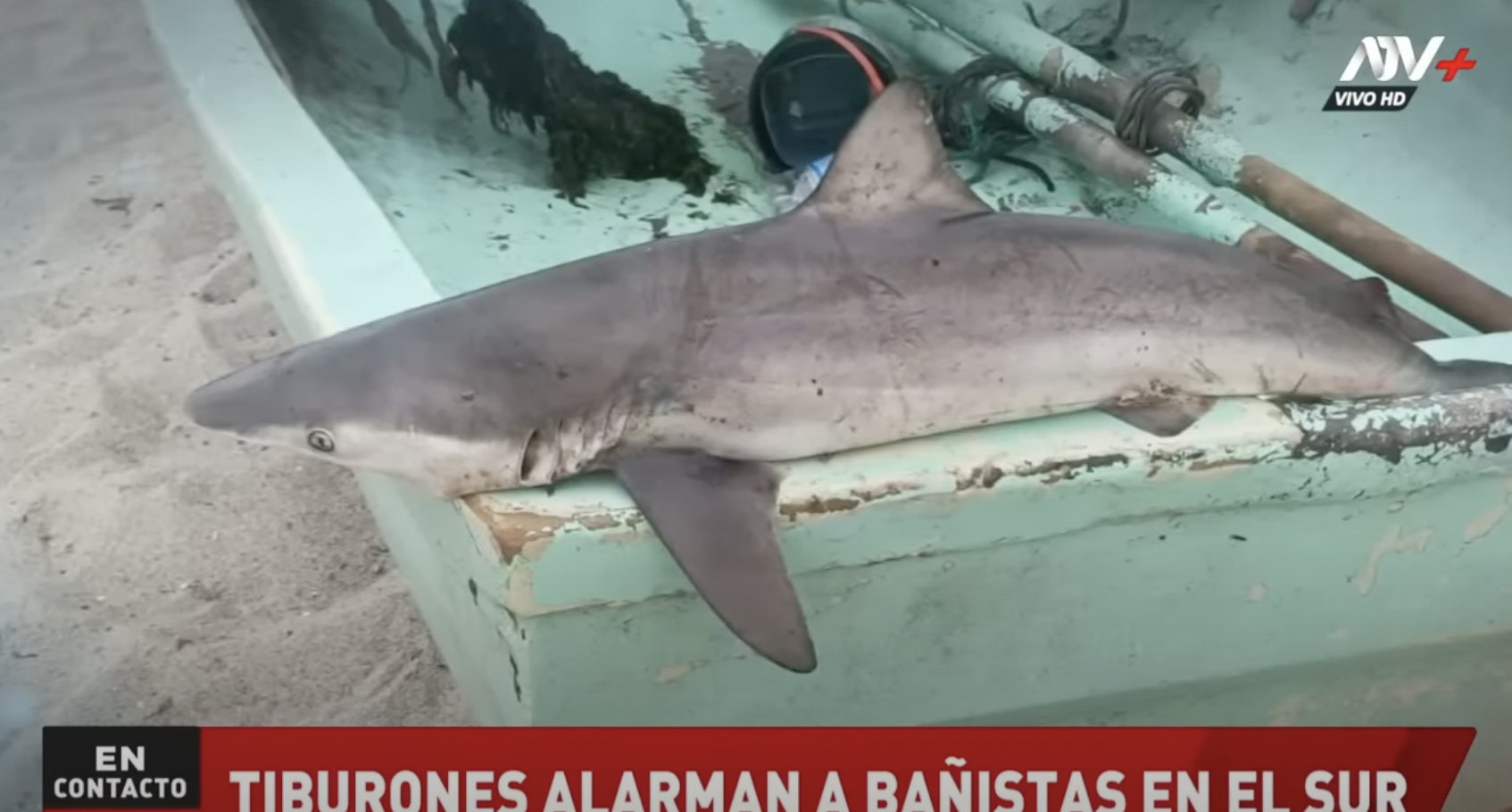 Punta Hermosa: tiburones aparecen en playas del sur chico