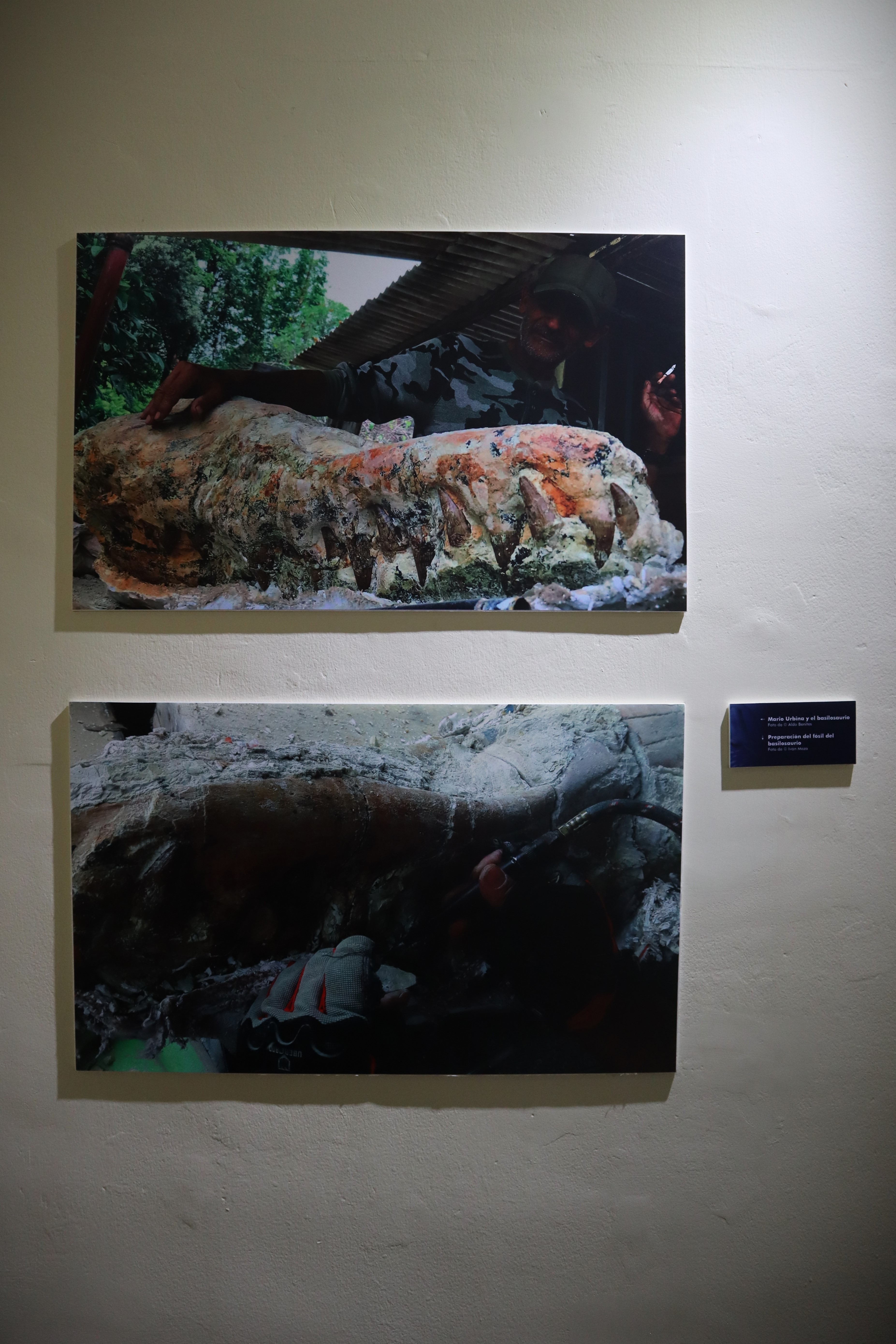 Exposición temporal "El reinado del cachalote, el mar peruano hace 7 millones de años". (Infobae/Paula Elizalde)