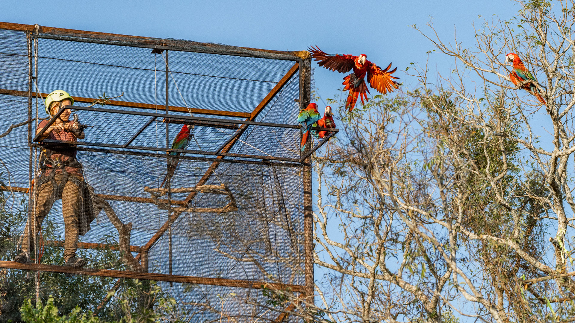 Proyecto de Reintroducción de Guacamayo Rojo en Parque Iberá (foto: Rewilding Argentina)