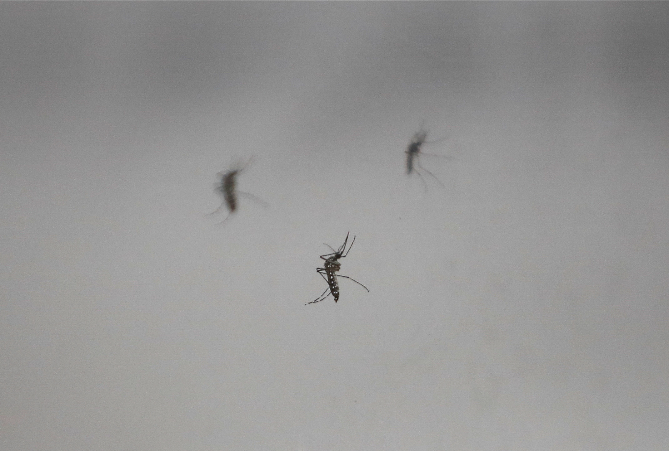 La temporada actual de dengue en la Argentina registra un número de casos mayor de fallecidos que en los brotes anteriores (REUTERS/Agustin Marcarian)