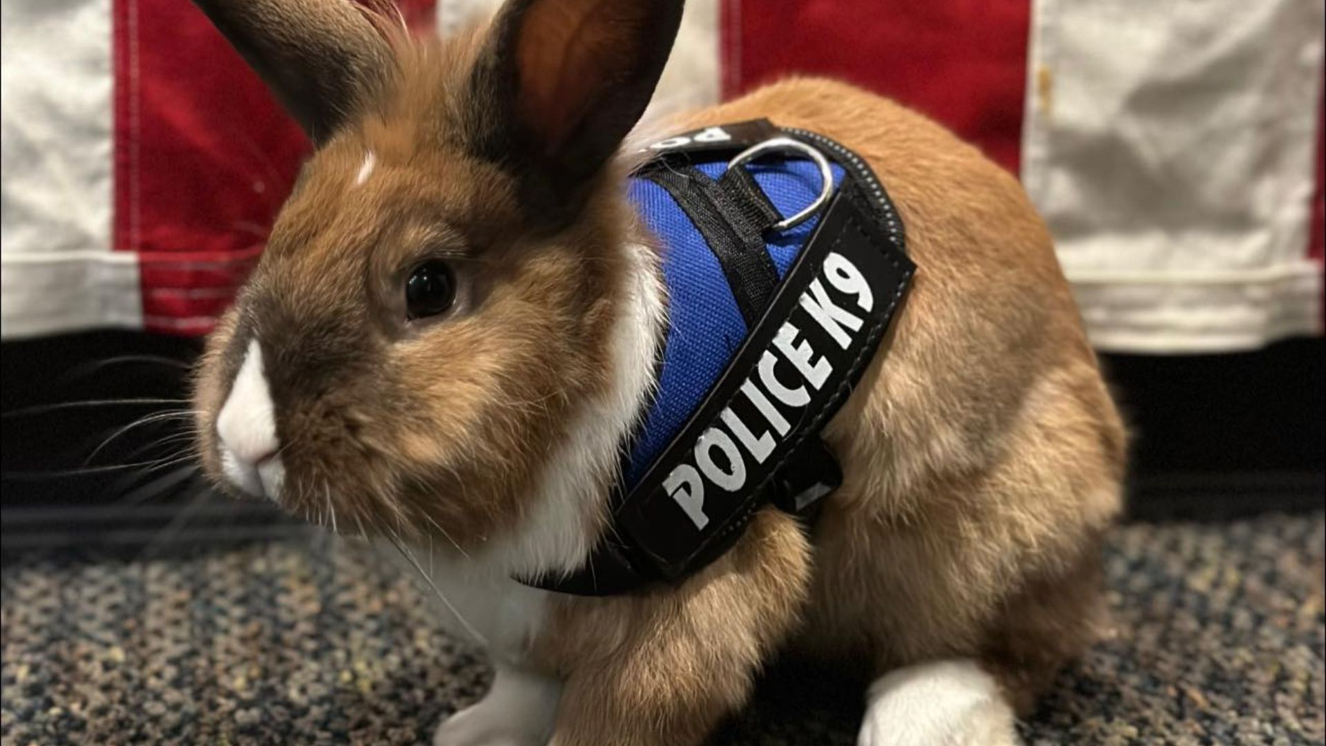 Por qué el Oficial Hops se ha convertido en el conejo más adorado de una ciudad