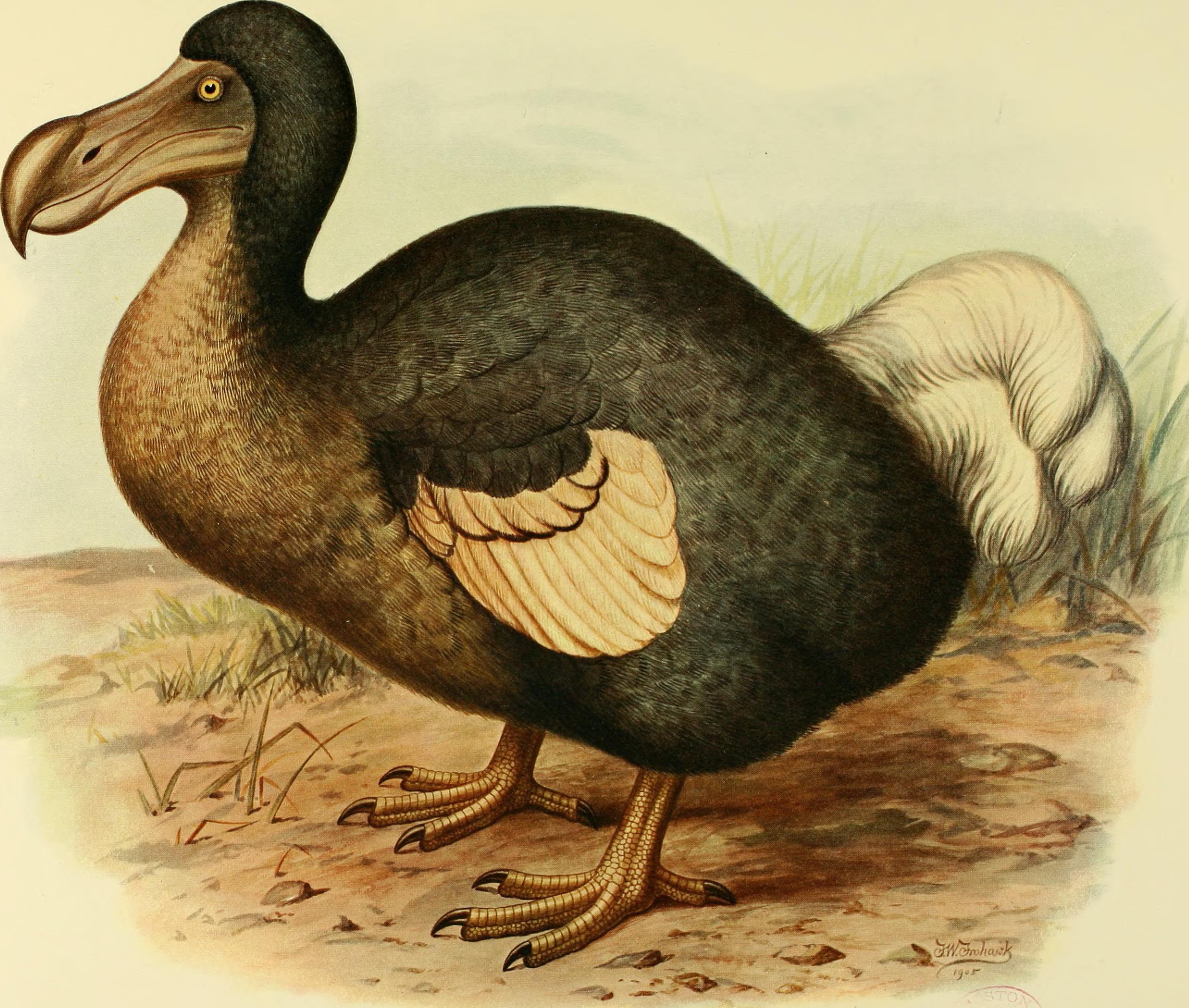 El dodo se extinguió en 1681 (Getty Images)