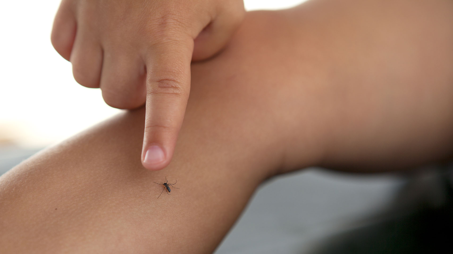 En las Américas, 500 millones de personas habitan en áreas con presencia del mosquito vector  (Getty Images)