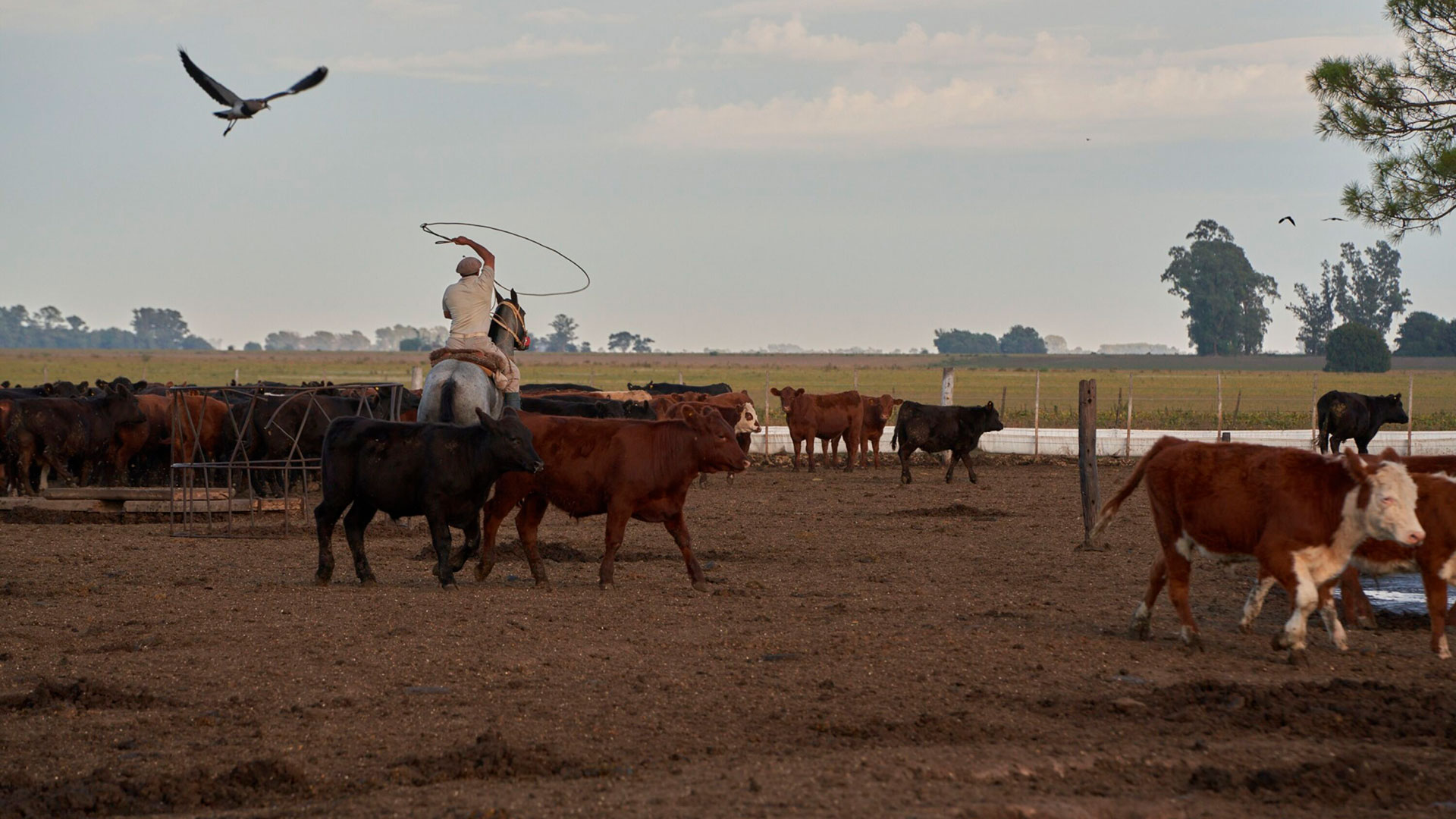 Un ganadero lucha contra el ganado para tratarlo con antibióticos en una granja afectada por la sequía en San José de la Esquina, Argentina, el 7 de abril (Bloomberg)