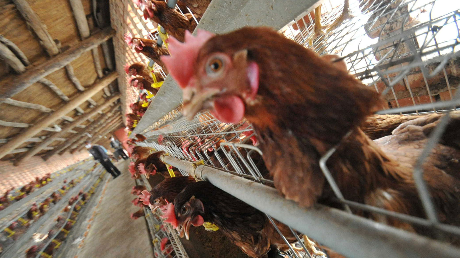 YUNCHENG, CHINA - APRIL 18:  (CHINA OUT) Chickens are seen at a poultry farm on April 18, 2013 in Yuncheng, China. China on Thursday confirmed five new cases of H7N9 avian influenza, bringing the total to 87 cases in the country, with 17 deaths.  (Photo by Getty Images)