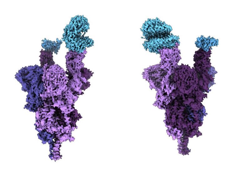 Ómicron frente al microscopio (NHI)