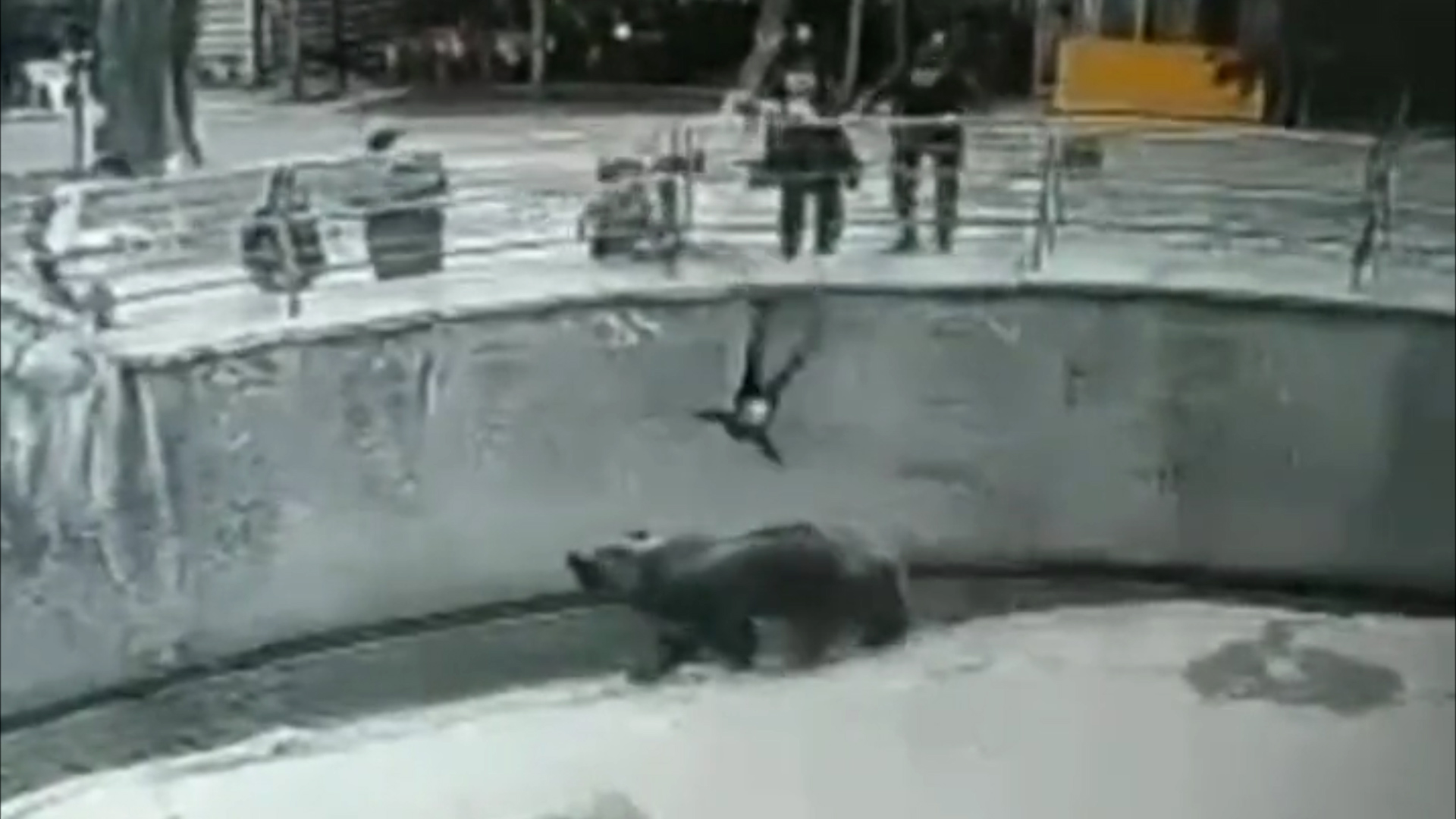 Pánico en un zoológico de Uzbekistán: una mujer arrojó a su hija de tres años a la jaula de un oso