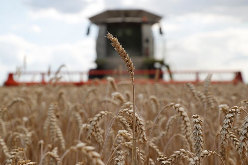 Zelensky y Bolsonaro hablaron de la necesidad de exportar trigo ucraniano para evitar que se profundice la crisis alimentaria a nivel global (REUTERS/Valentyn Ogirenko)