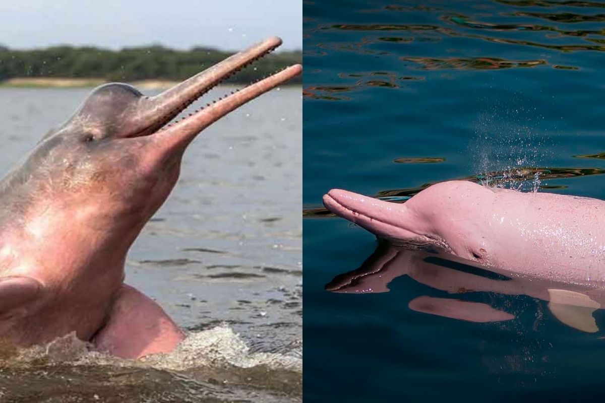 National Geographic: Golfinhos da Amazônia peruana serão retratados em uma  série - Infobae