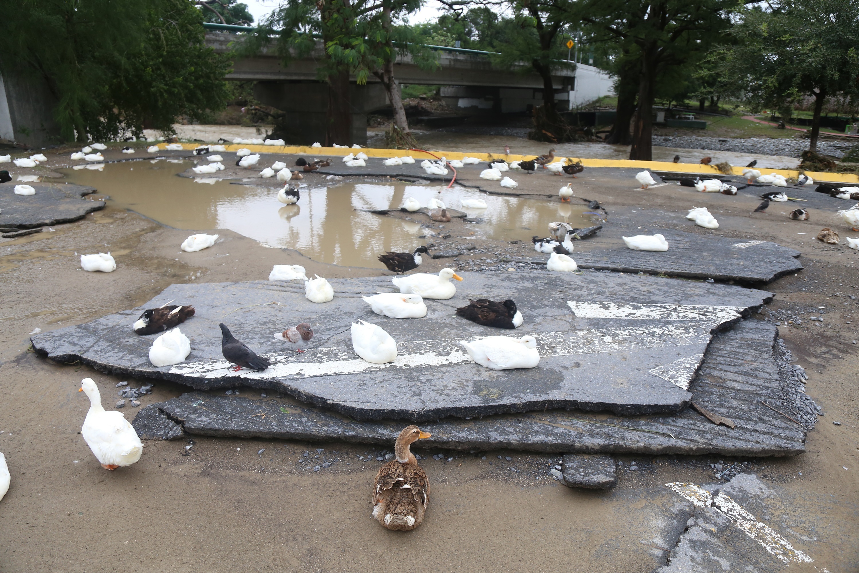 Unos patos descansan este lunes sobre una calle destruida por el ciclón Hanna, en Monterrey México.