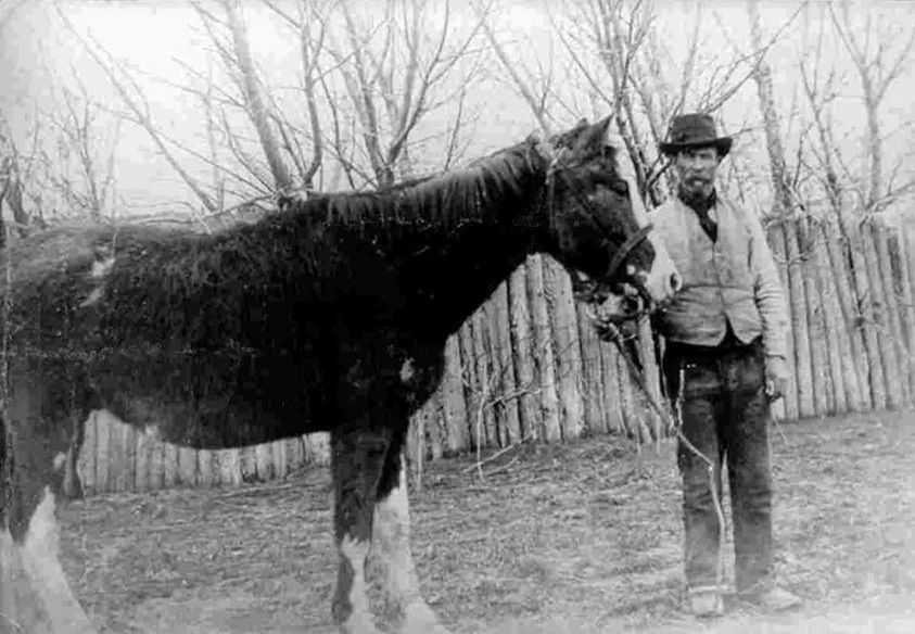 El caballo Malacara, quien le salvó la vida a  Evans en el Valle de los Mártires.