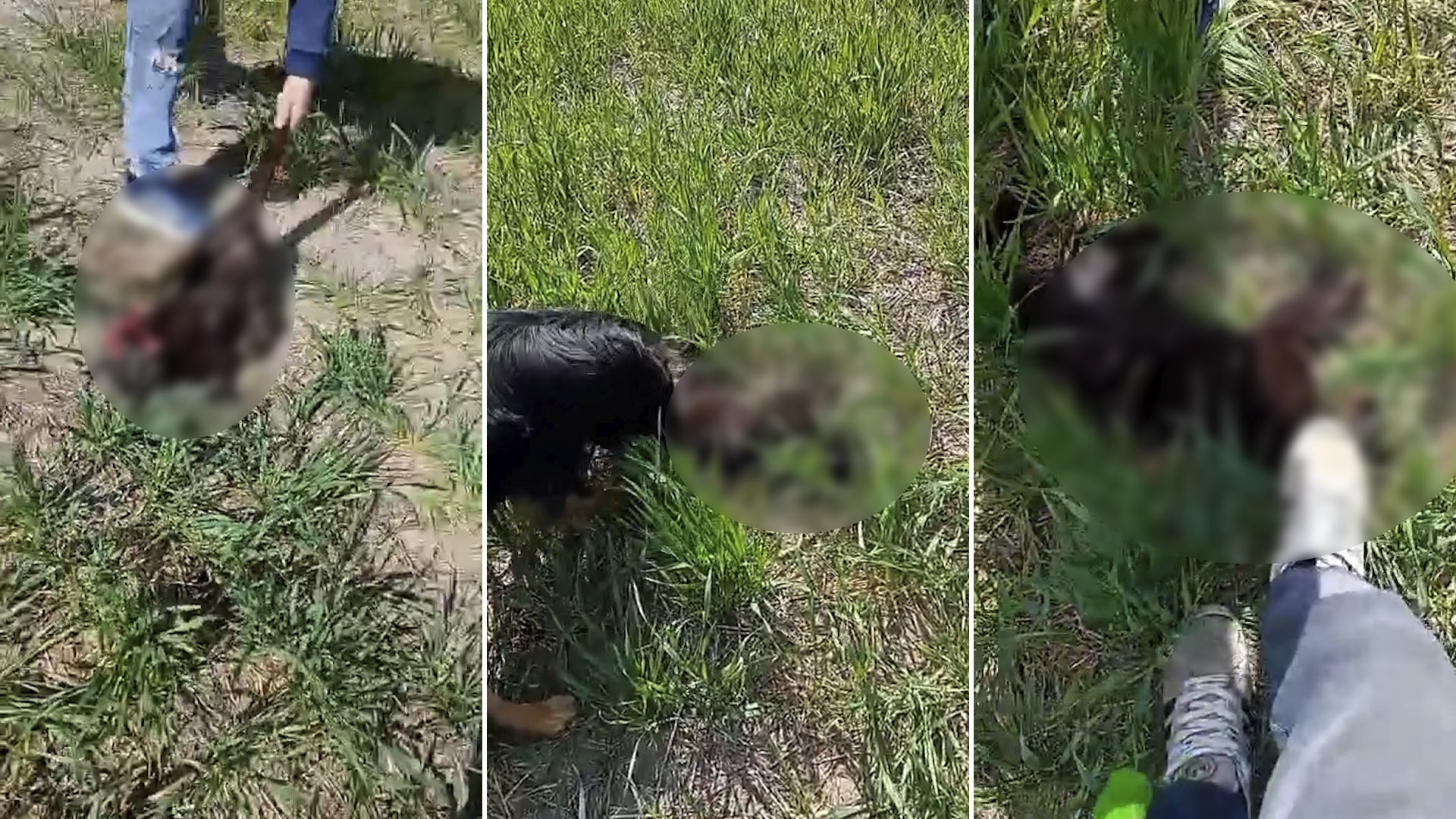 Brutal caso de maltrato animal en Entre R&iacute;os: tres adolescentes mataron a un gato, se filmaron y lo subieron a las redes