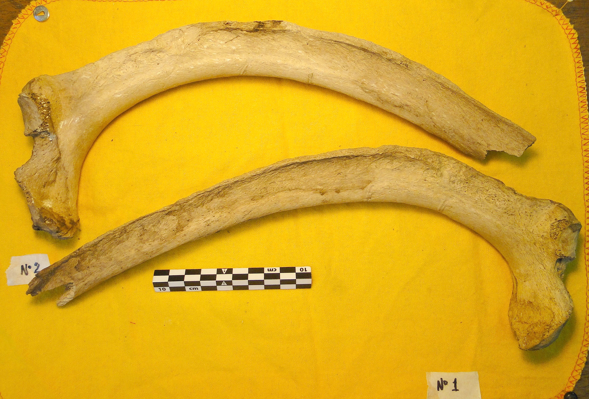 Fotos de las costillas de Scelidotherium con marcas (datadas en ca.39.000 años AP) AP: antes del presente.