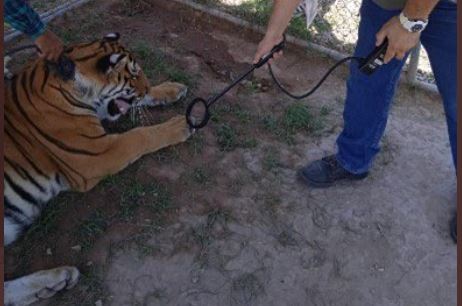 El tigre que fue visto en Nayarit ya fue puesto bajo resguardo (Foto: Profepa)