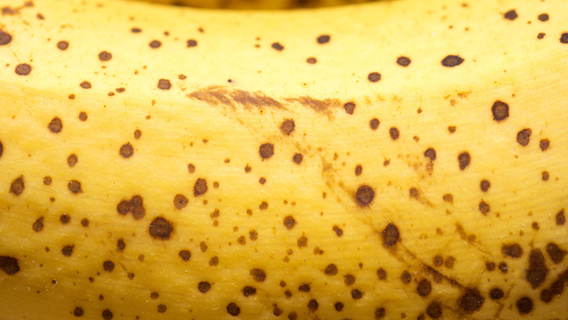 En un estudio publicado en 2009 en la revista Food Science and Technology Research, los científicos de la Universidad de Teikyo en Japón descubrieron que las bananas con manchas oscuras eran ocho veces más efectivas para mejorar el poder de los glóbulos blancos (que combaten las infecciones) que las de piel verde (Getty Images)