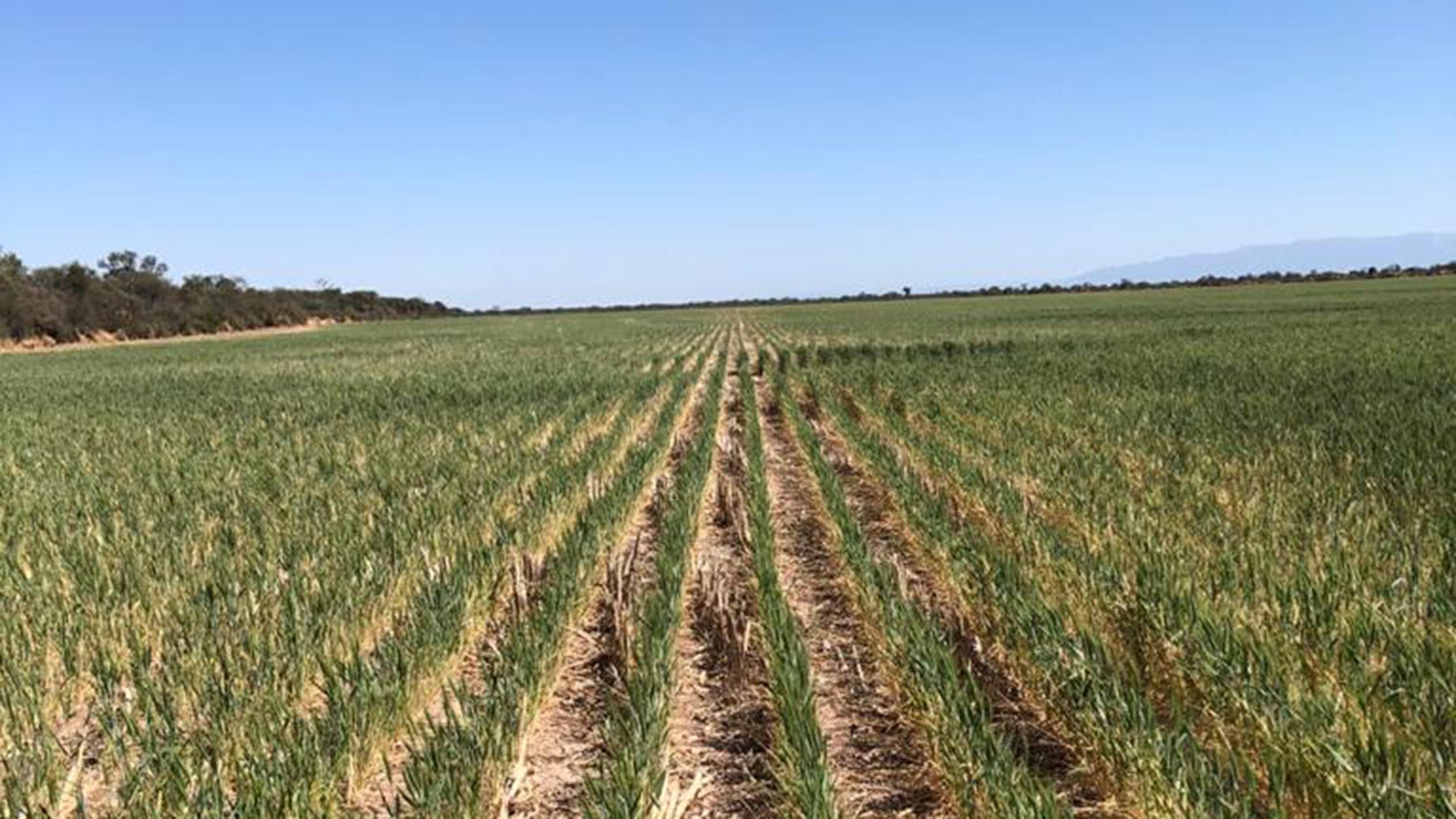 Los productores manifestaron su preocupación por la falta de precipitaciones que complica especialmente al trigo
