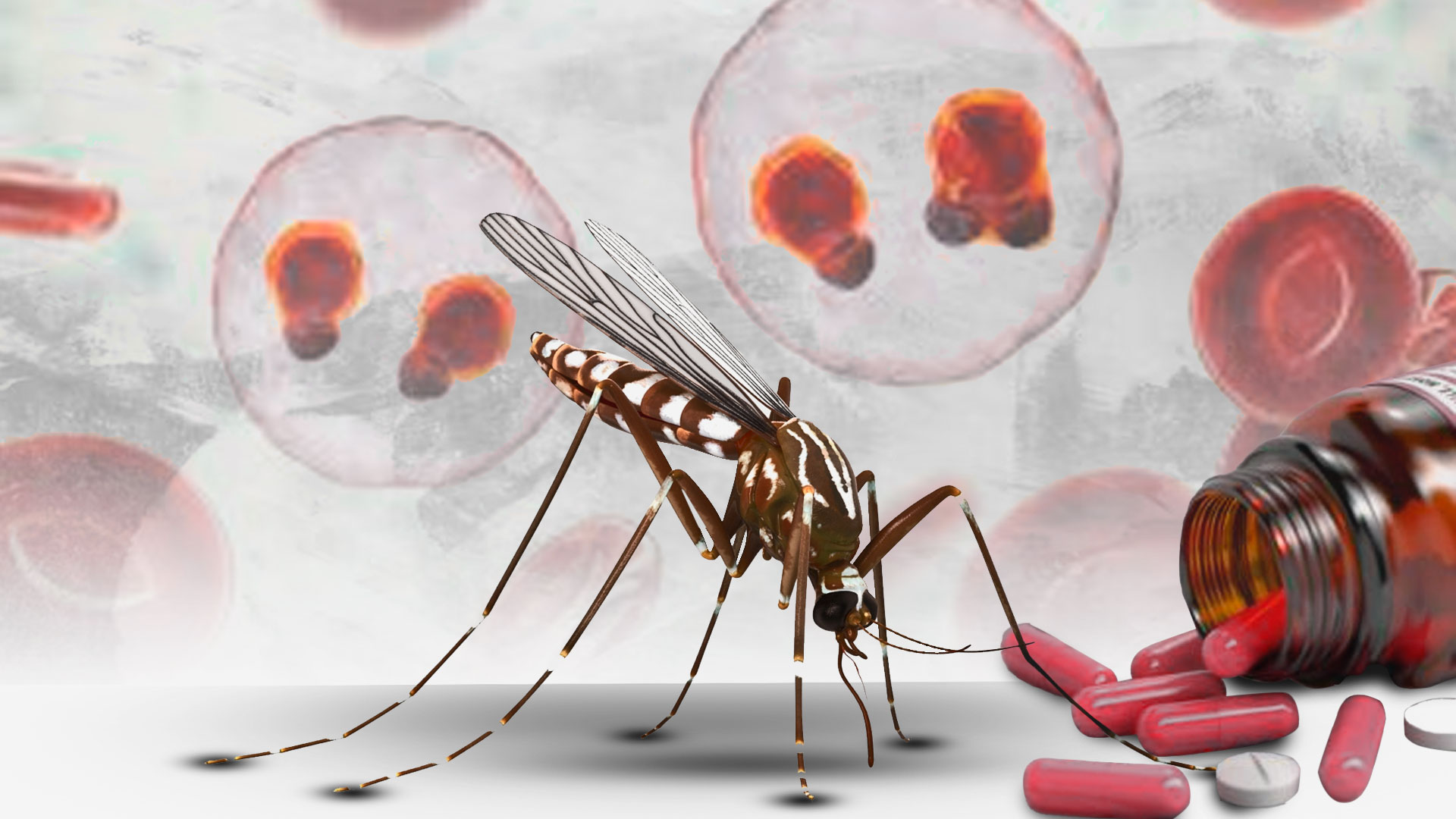 Día Internacional del Paludismo: conozca las recomendaciones para el tratamiento de la enfermedad