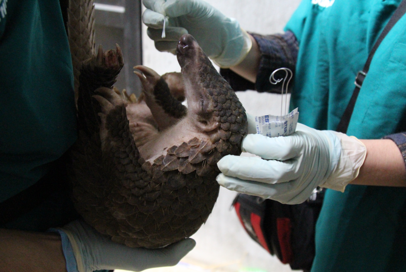 Se ha señalado al pangolín como el animal intermediario por el cual se habría dado la transmisión desde murciélagos a los seres humanos. Pero aún no hay pruebas sólidas/
WCS Viet Nam