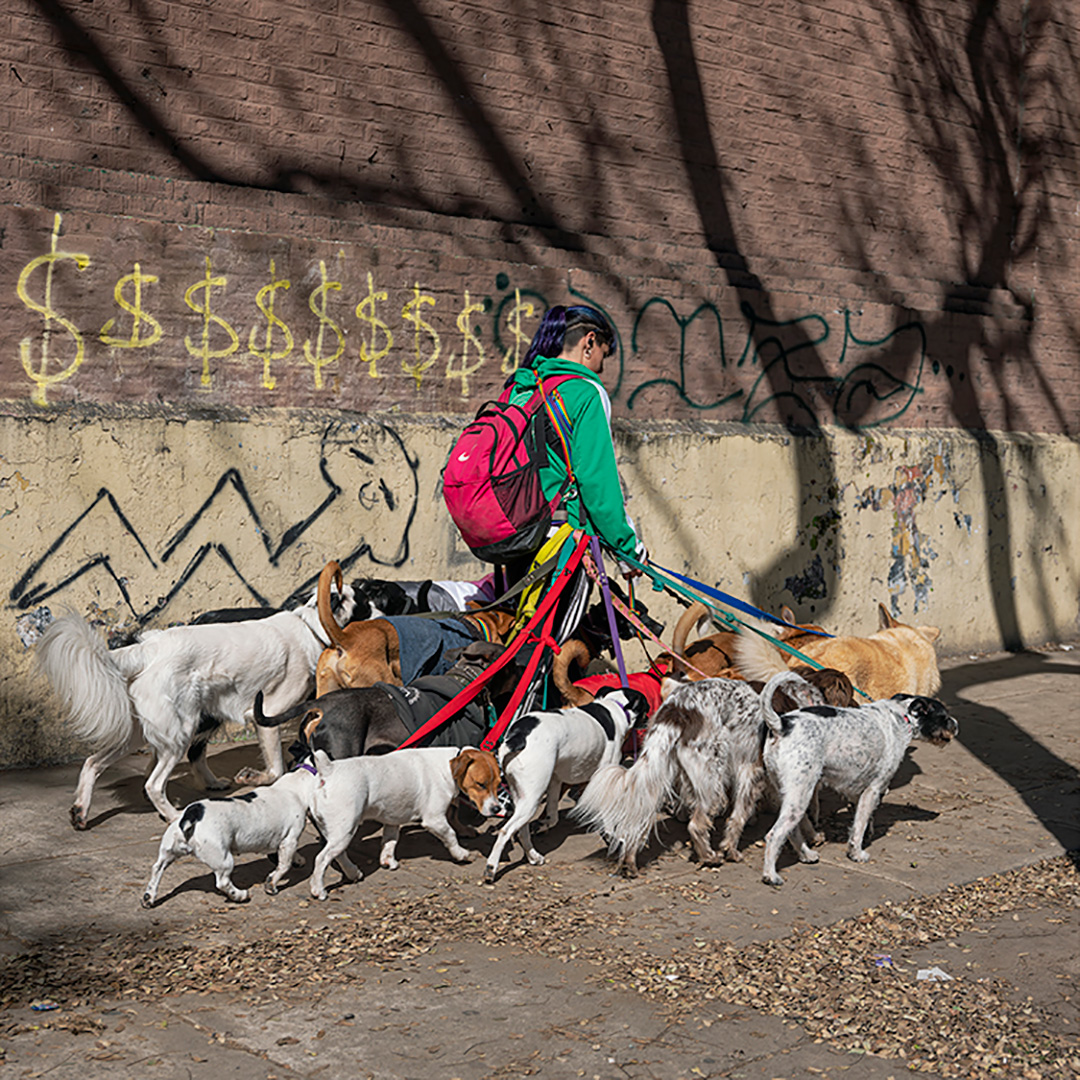 La joven que pasea perros y decide no aumentar el precio porque perdería clientes. Entonces pasea a más, a costa de su espalda (Foto Irina Werning)